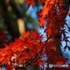 清水観音堂の紅葉～Ⅱ