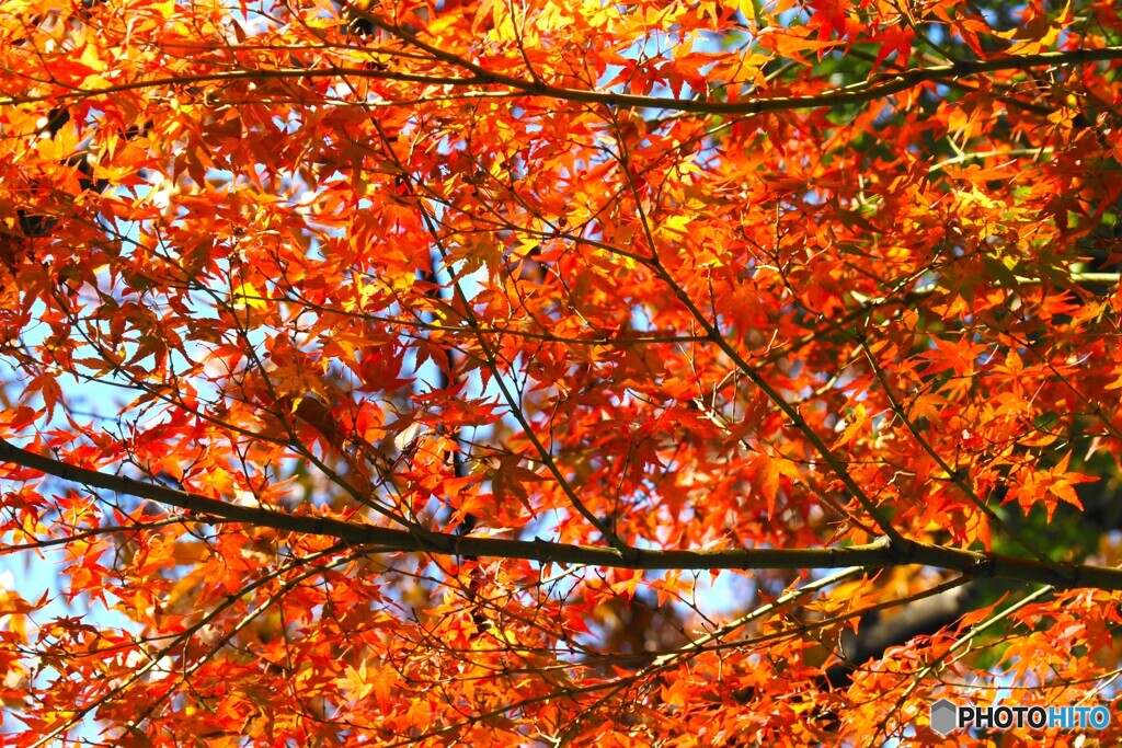 国立博物館の紅葉