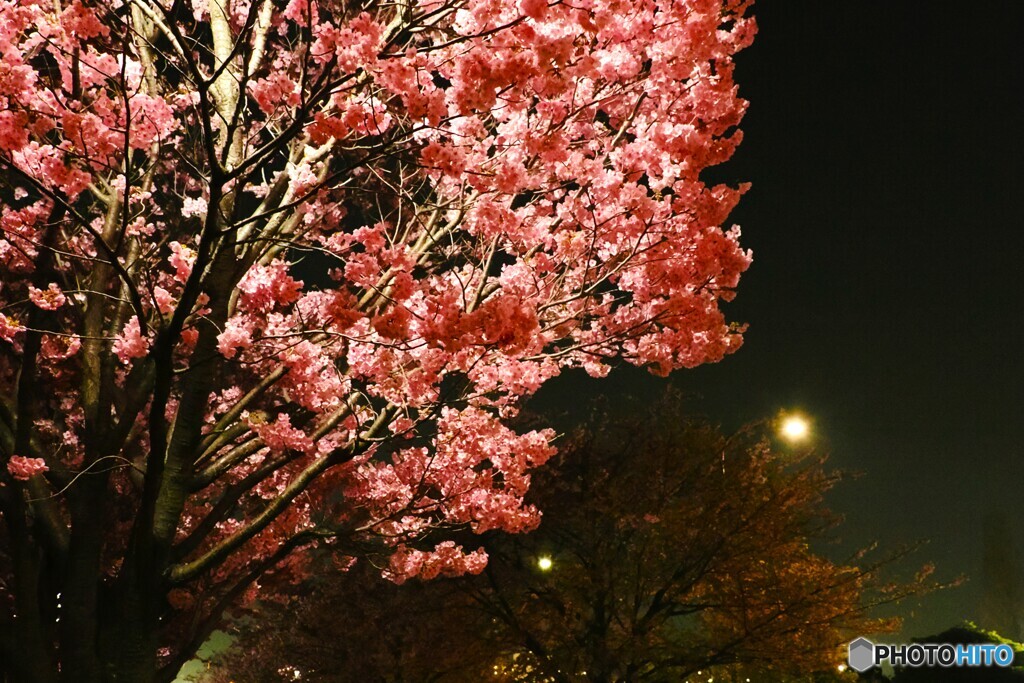 汐入夜桜～ⅵ