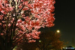 汐入夜桜～ⅵ