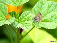 公園の蝶たち～ⅱ