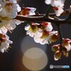 白