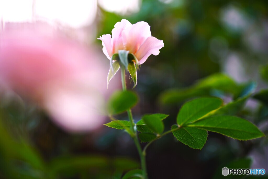 秋薔薇の季節