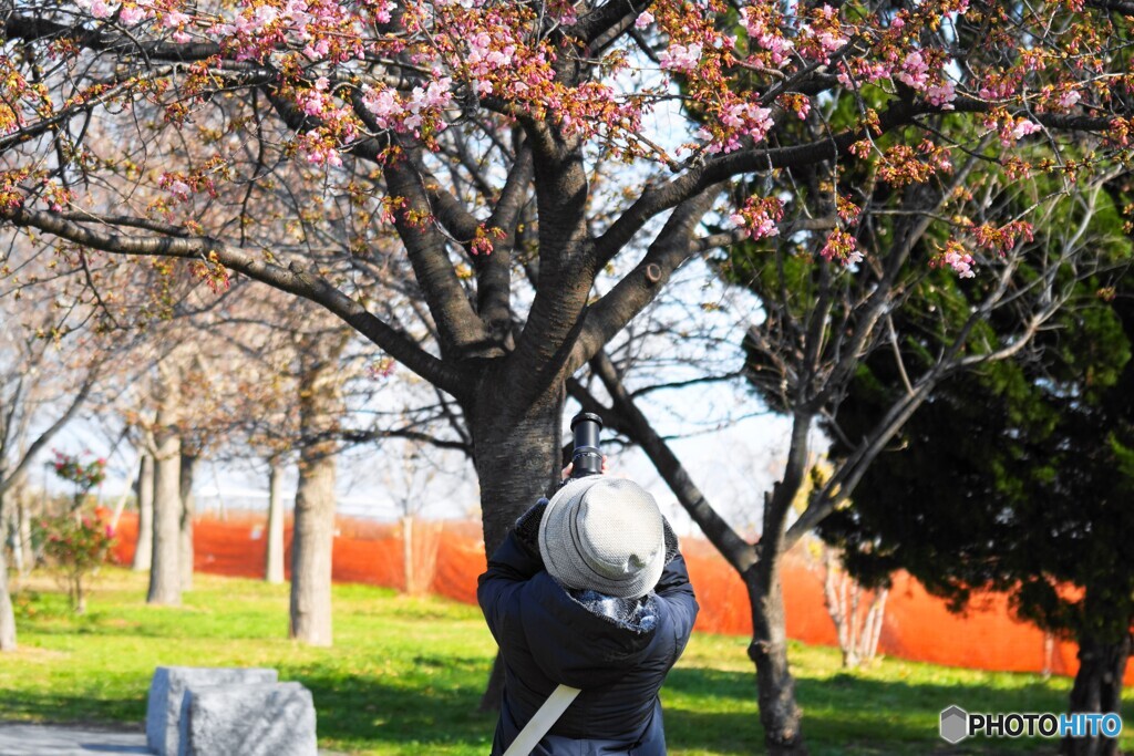 河津桜に魅せられて
