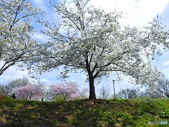 江戸彼岸＆大島桜