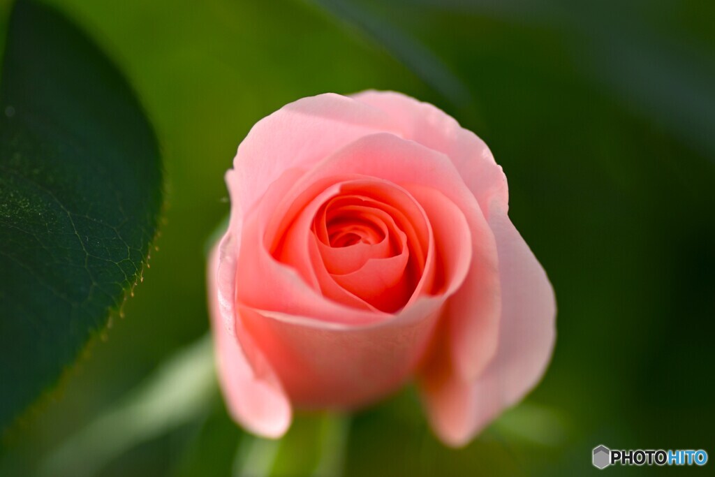 ベランダの薔薇