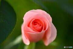 ベランダの薔薇