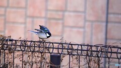 汐入野鳥～ⅰ