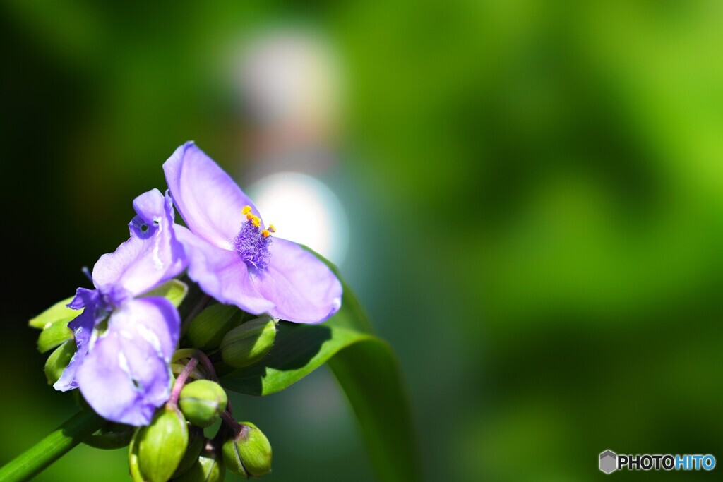 ひとときの幸せ