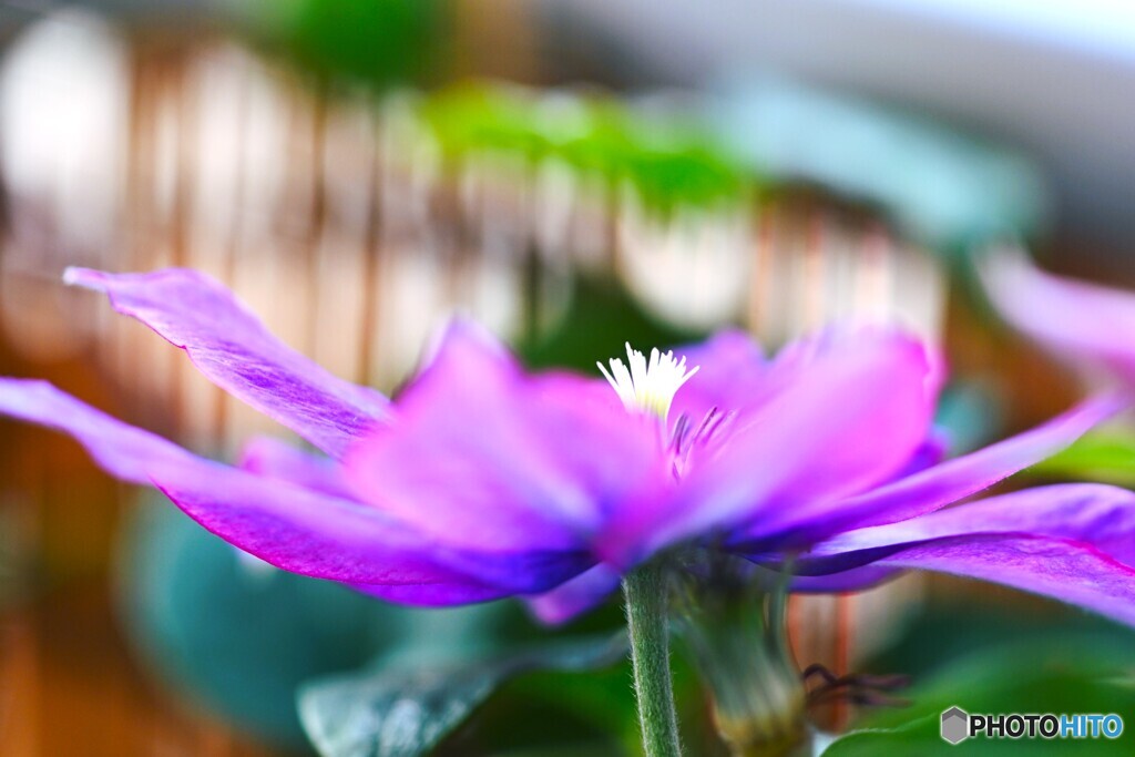 まだ咲く花