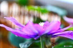 まだ咲く花
