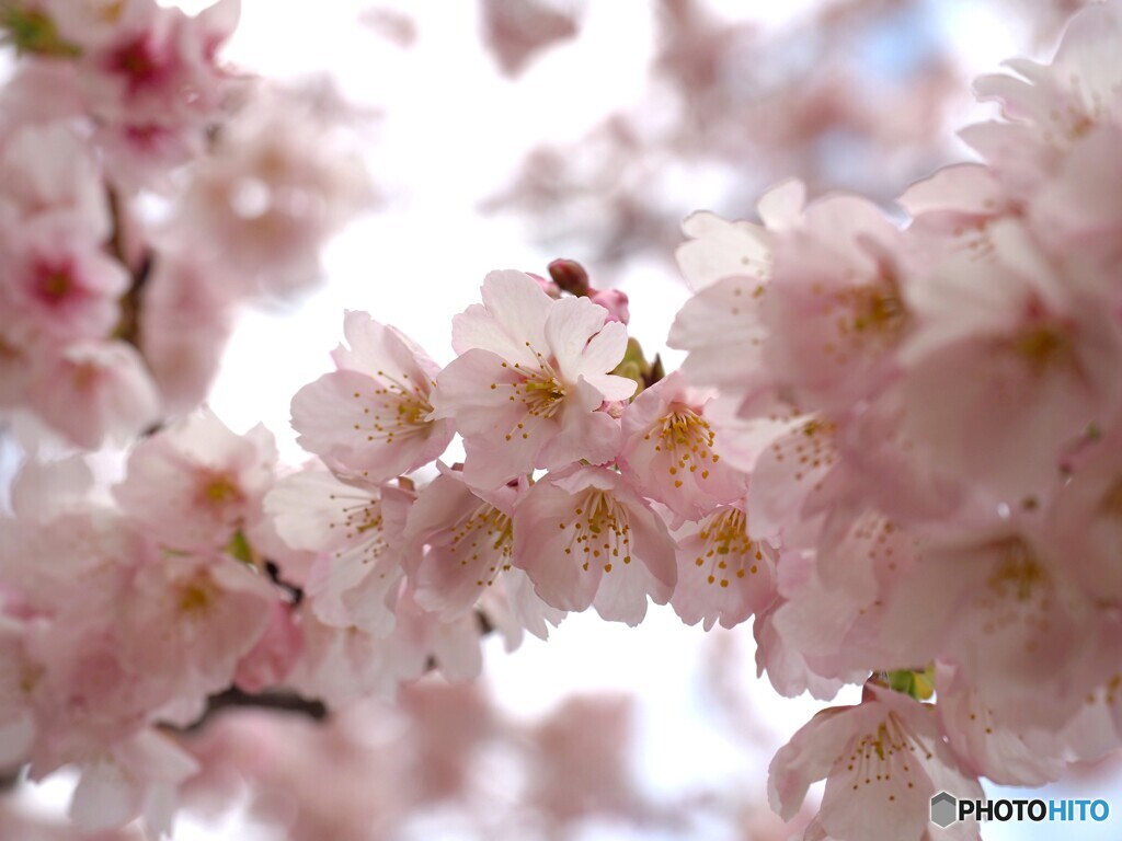 桜通り～ⅱ