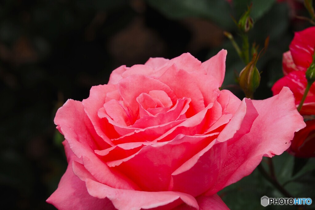 春薔薇の旧古河庭園～xxii