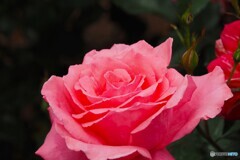 春薔薇の旧古河庭園～xxii