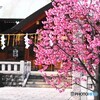 弥生の石浜神社