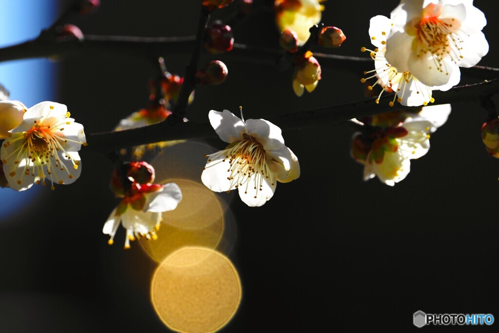 紅白梅見頃～ⅱ