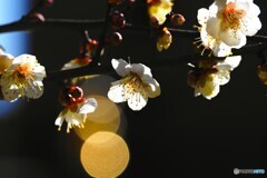 紅白梅見頃～ⅱ