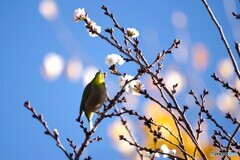 花吸い