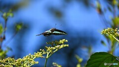 アオスジアゲハ４態～Ⓒ