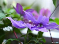 昨日のベランダ～ⅱ