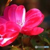冬の赤い花