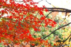紅葉の葉～ⅲ