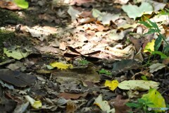 蝶の里公園～ⅵ