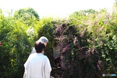 向島百花園～ⅰ