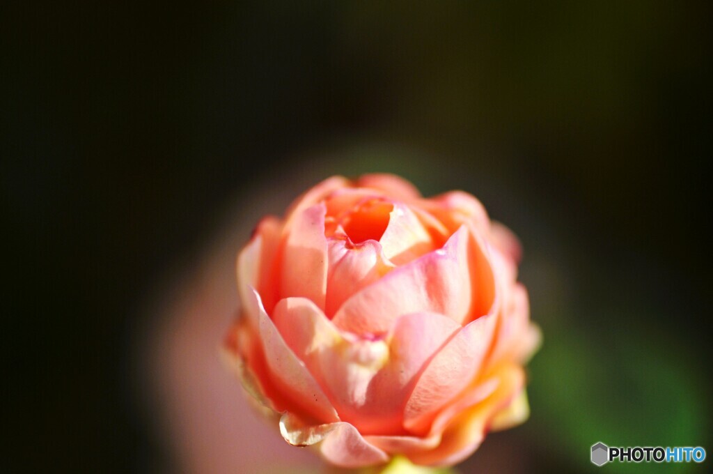 ＷＩＮＴＥＲ・ＲＯＳＥ～Ⅲ