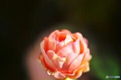 ＷＩＮＴＥＲ・ＲＯＳＥ～Ⅲ