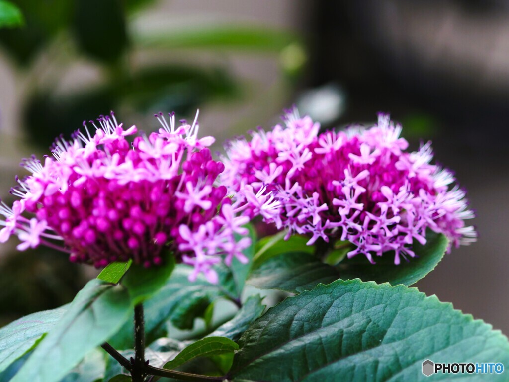 ベランダ花～ⅳ