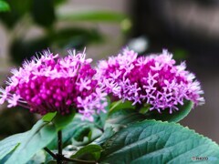 ベランダ花～ⅳ