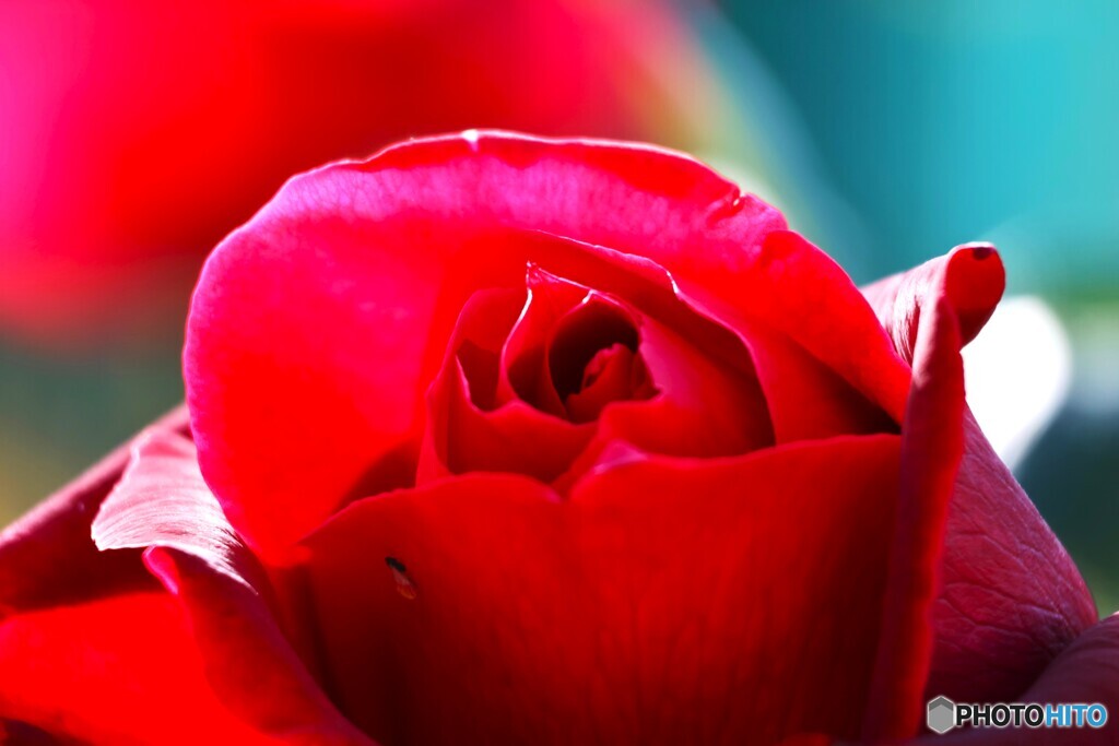 昨年末の薔薇～ⅱ
