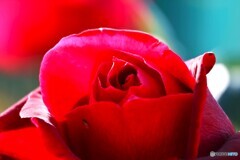 昨年末の薔薇～ⅱ