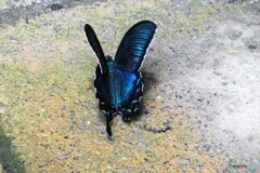 夏休み中の生物園～xv