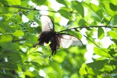 晩夏の生物園～⑤