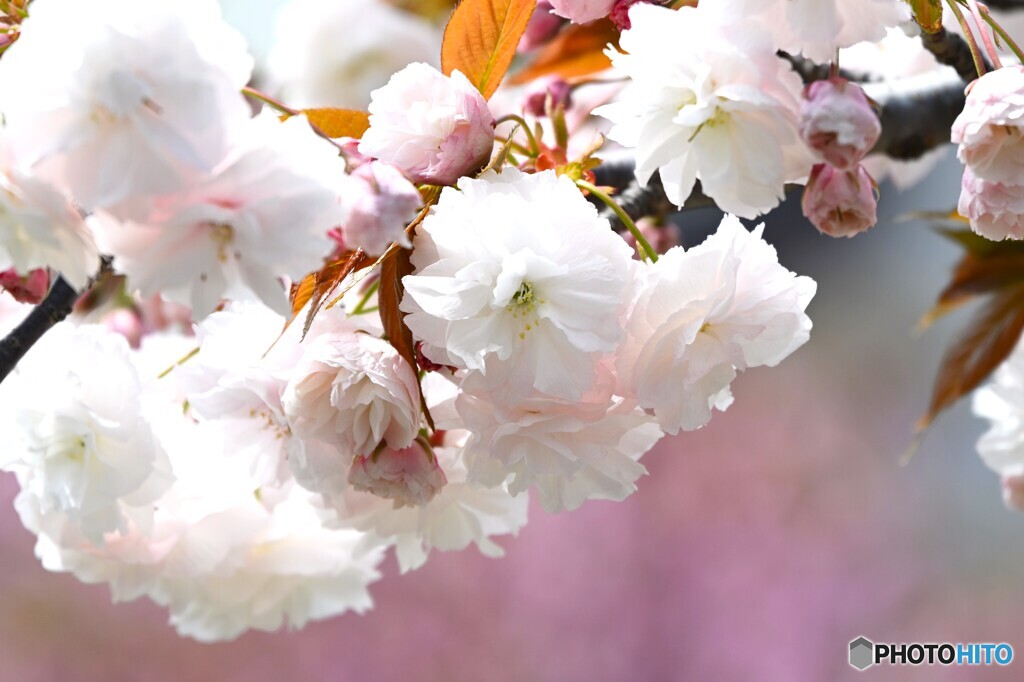 卯月の桜～xxi