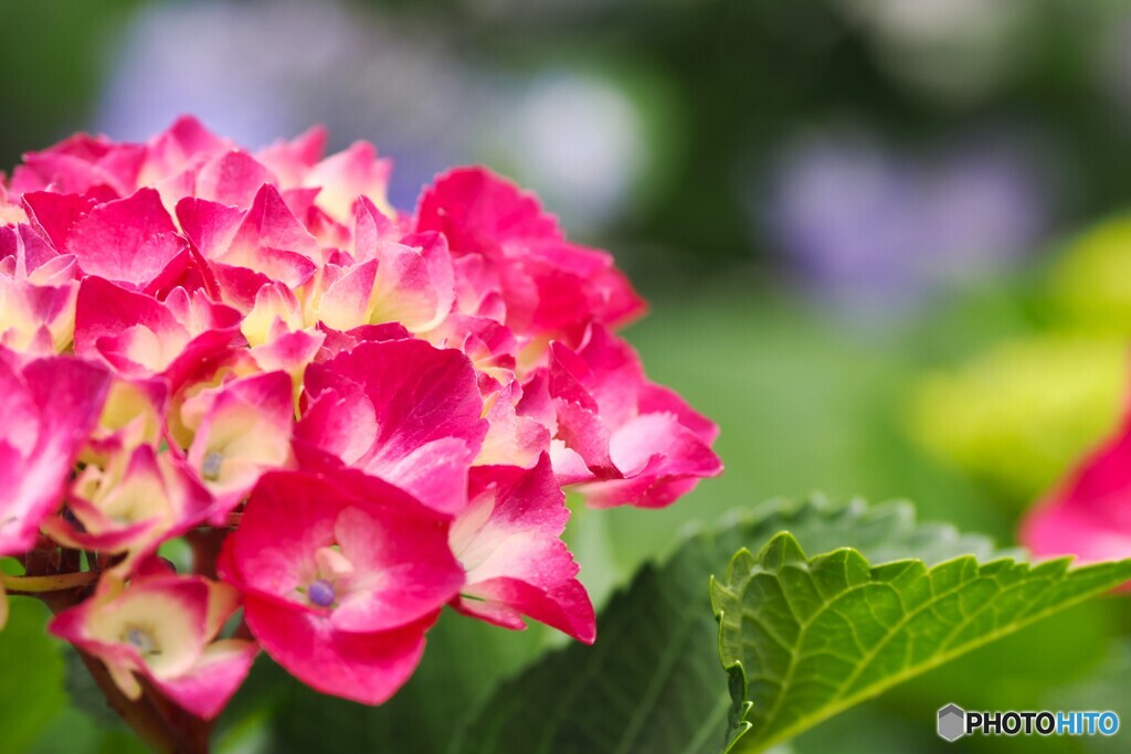 梅雨時の華～ⅳ