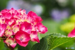梅雨時の華～ⅳ