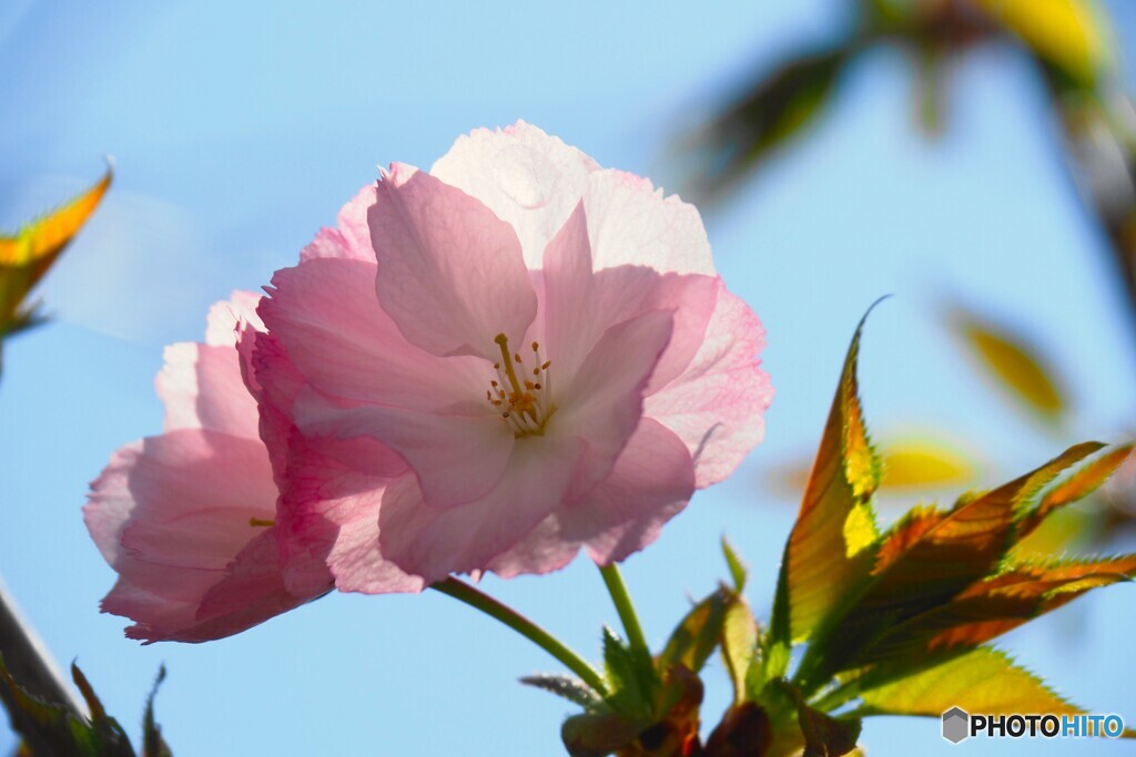 汐入牡丹桜～ⅱ