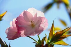 汐入牡丹桜～ⅱ