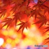 紅彩～ⅱ