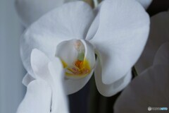 幸福が飛んでくる～ⅲ