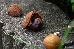 栃の木の実