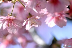 如月の桜～xvii