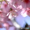 如月の桜～xvii