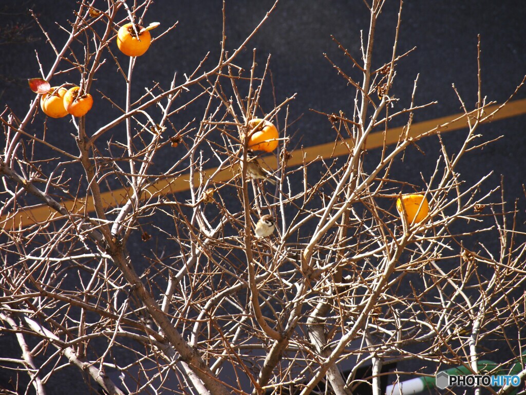 チョイ古カメラで～Ⅳ