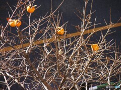 チョイ古カメラで～Ⅳ