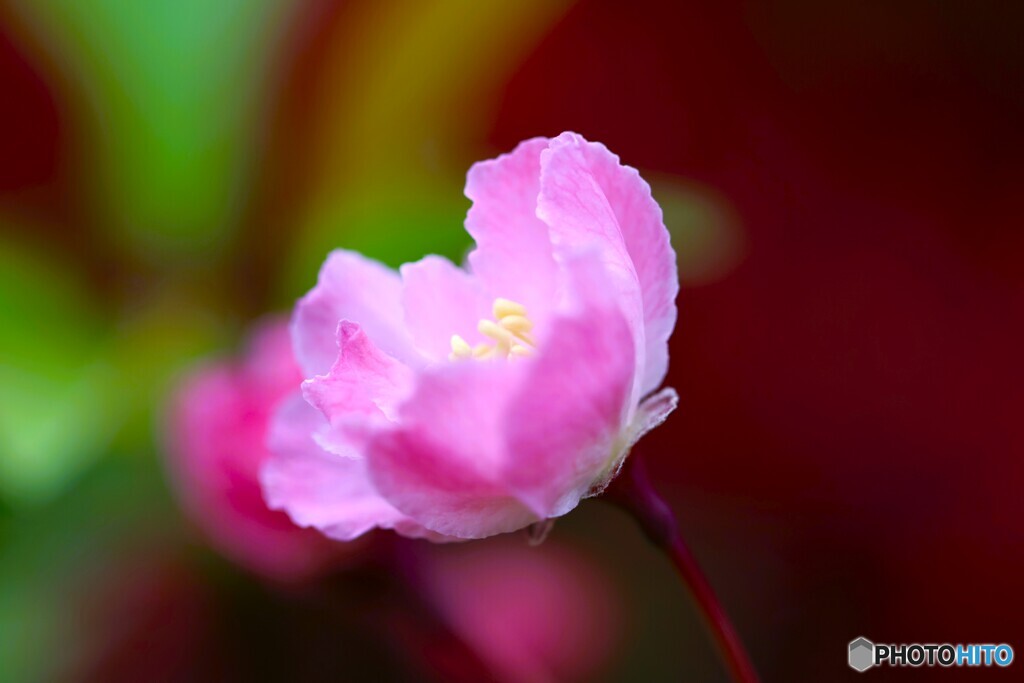 汐入花海棠～ⅰ
