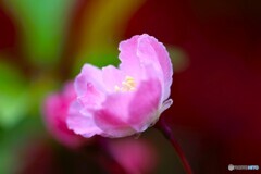 汐入花海棠～ⅰ